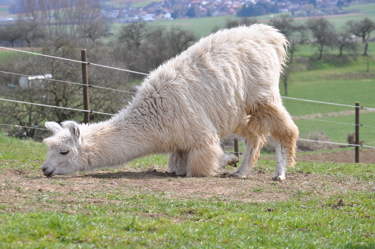 vx账号买卖:基金购买平台知乎