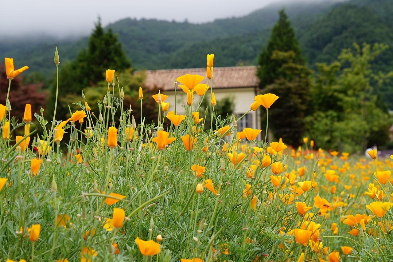 日税香草魔鬼:广告设计软件详情下载教程app