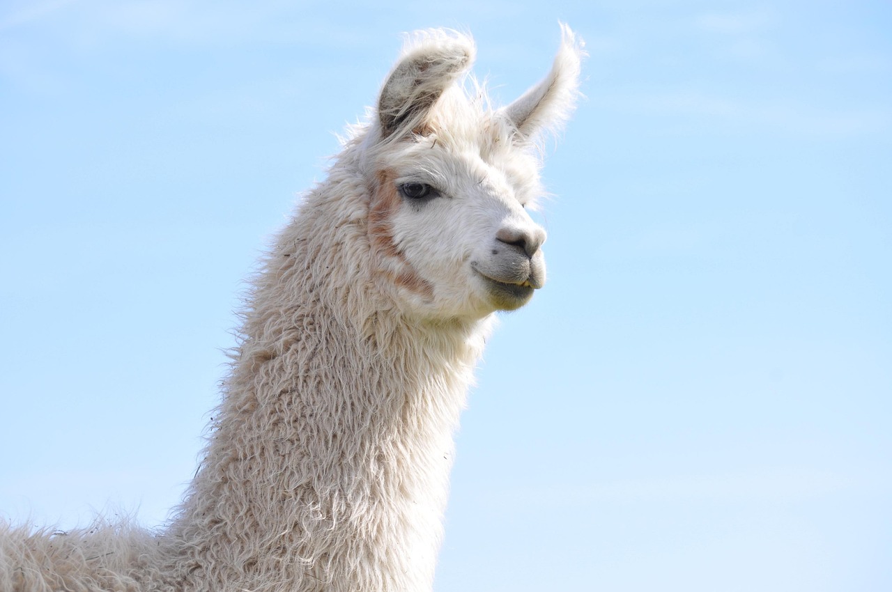 V粉卡实名账号:代理刷粉平台